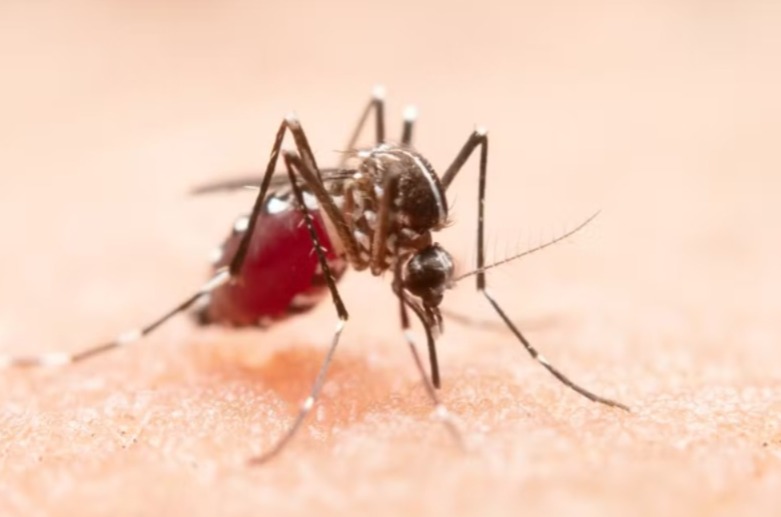 Prefeitura de Cuiabá decreta emergência na Saúde após aumento de casos de dengue e chikungunya