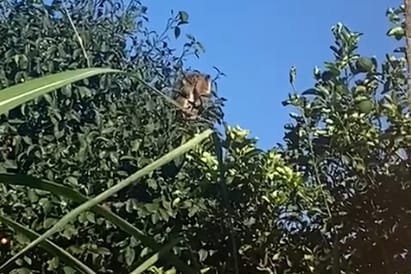 Indivíduo é flagrado ao invadir residências no bairro Cerrado; Veja o vídeo
