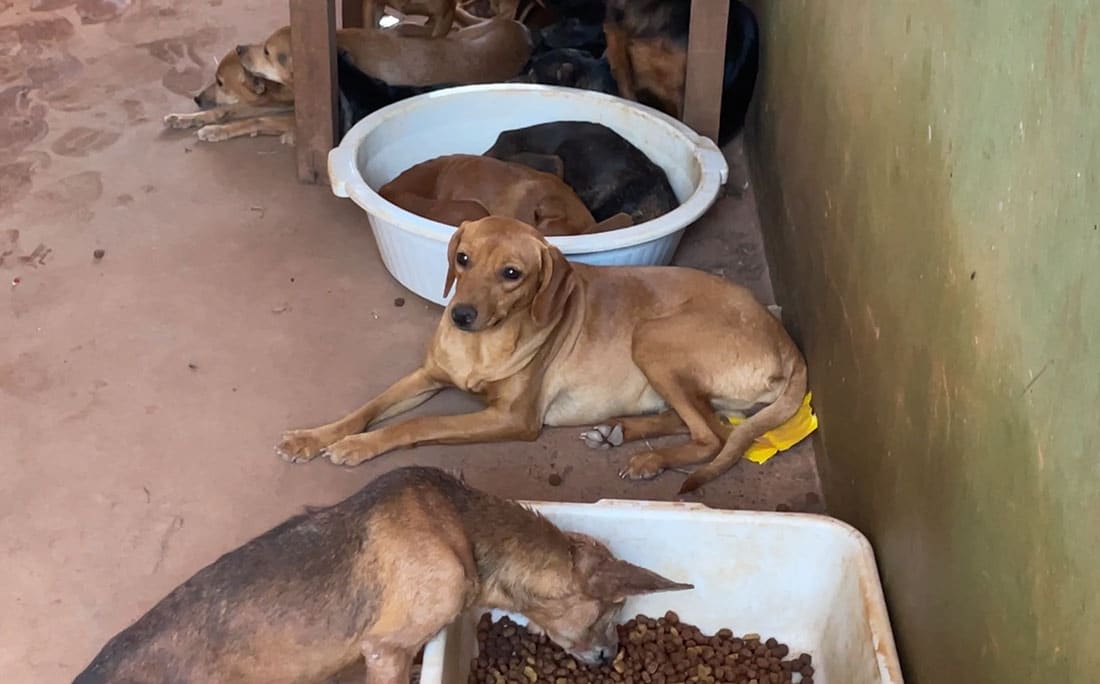 PM de Sorriso resgata 25 cães e gatos em condições de abandono