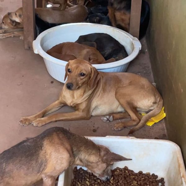 PM de Sorriso resgata 25 cães e gatos em condições de abandono