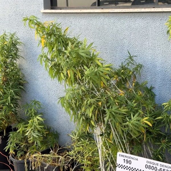 Polícia Militar encontra plantação de maconha em Sorriso