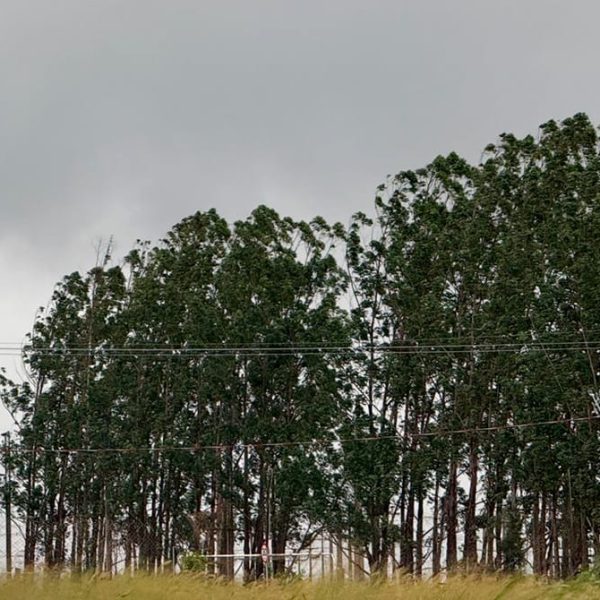 Frente fria baixa temperatura no Nortão e demais regiões de Mato Grosso; previsão