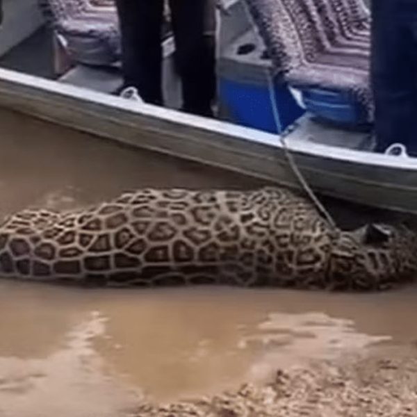 Onça-pintada é encontrada morta em Mato Grosso e polícia investiga possível ação criminosa